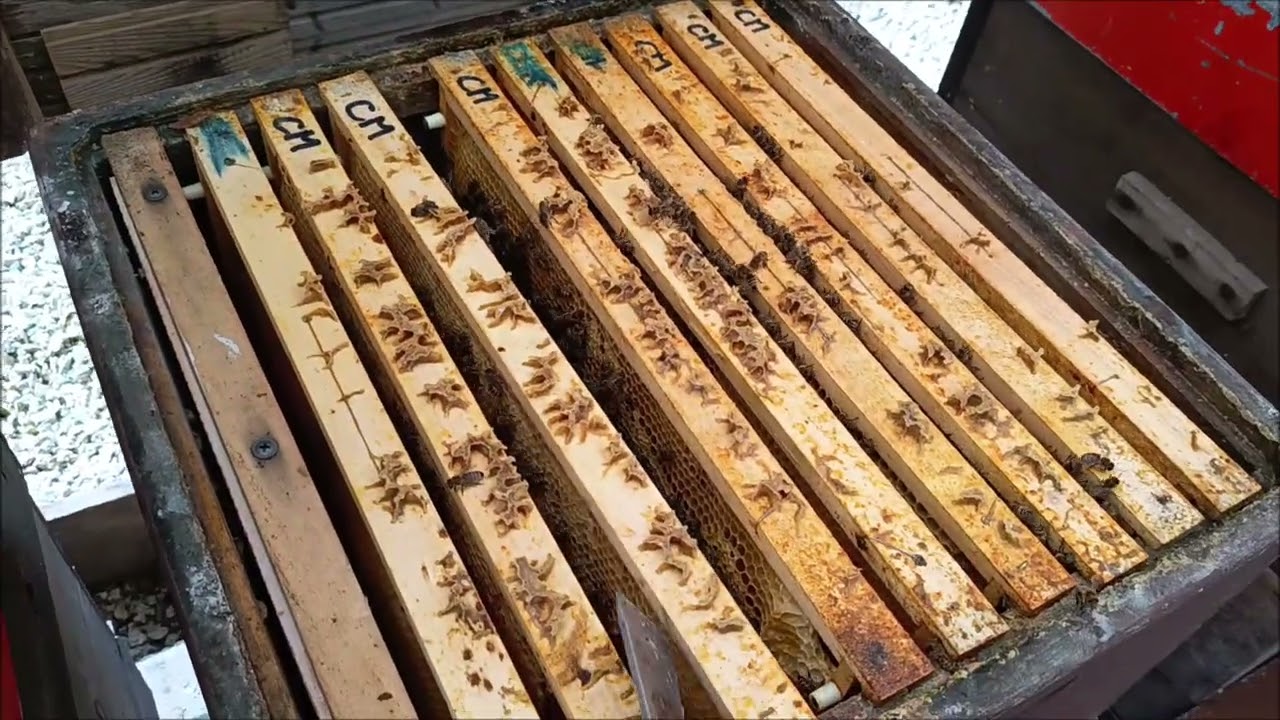 Včelám dodávám další příkrmy a to i těsto s Ultra Bee, včely krásně plodují a jsou v rozvoji.