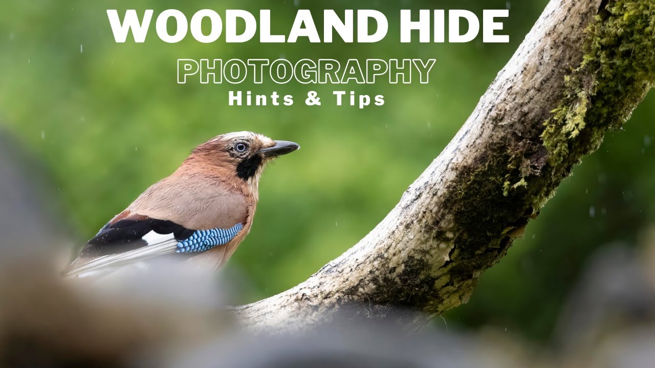 WILDLIFE PHOTOGRAPHY | PHOTOGRAPHING WOODLAND BIRDS in SCOTLAND | Hints & Tips when using a Hide