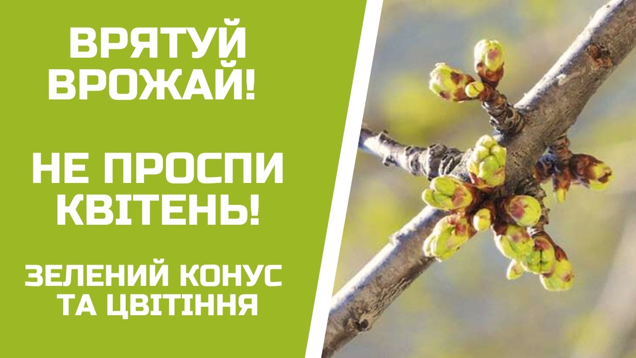 Обробка яблуні, абрикоса та персика у квітні. Схема захисту від А до Я 🌳