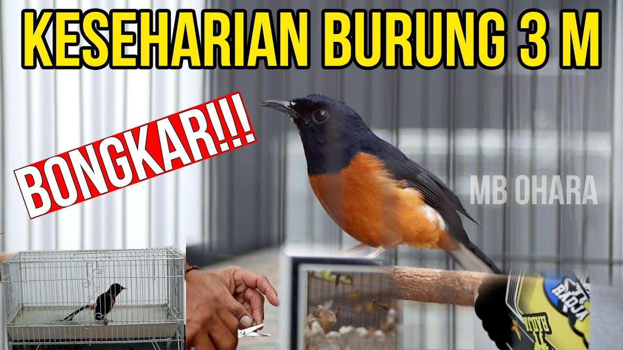 Ternyata Simpel Saja Tapi Istimewa. MB OHARA