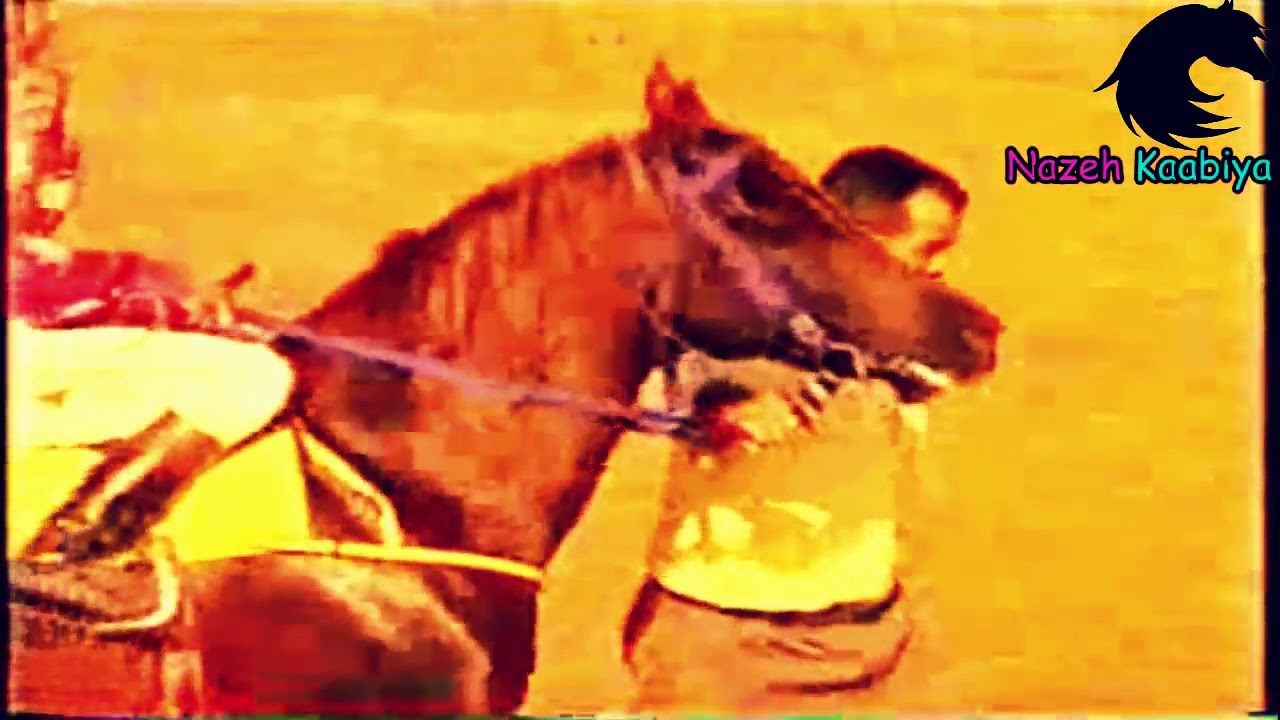 أقوى سباق الخيل العربية الأصيلة أقوى تحدي الحصان كحيلان والحصان بريق الامال #الخيل_العربية_الأصيلة