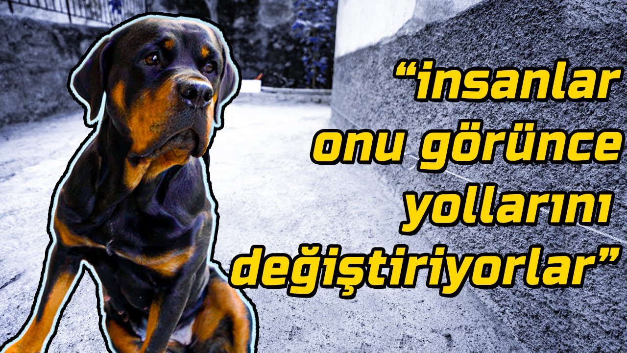 Rottweiler Köpekler Hakkında Tavsiyeler - Ala Türkiye