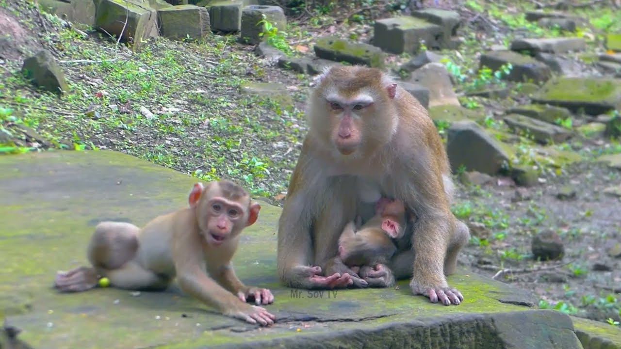 Luno is sad cuz I am not the baby anymore & Luna looks tired & she gets upset with her son