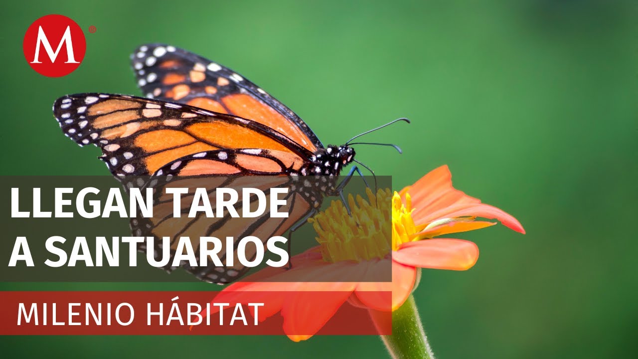 EU declara a la mariposa monarca como especie amenazada | Milenio Hábitat