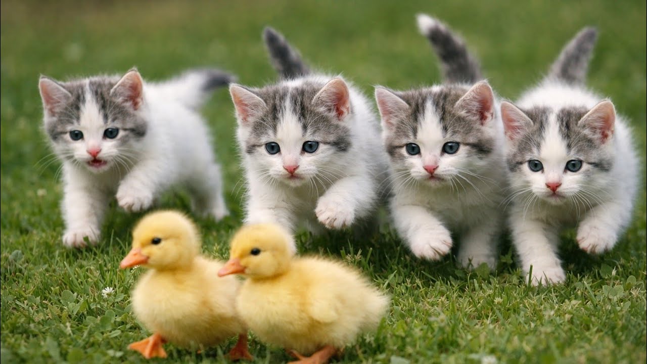 😽🌈Cute Playful Kittens Playing on Green Grass 🐾 | Natural Cat Sounds ASMR for Deep Relaxation
