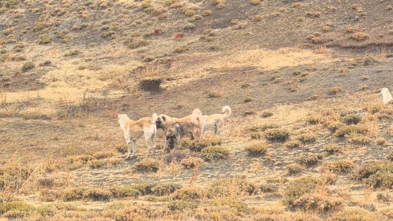 KÖPEKLER DURMUYOR HASTA KOYUN GELMEYEN EŞŞEK ZOR GÜN.