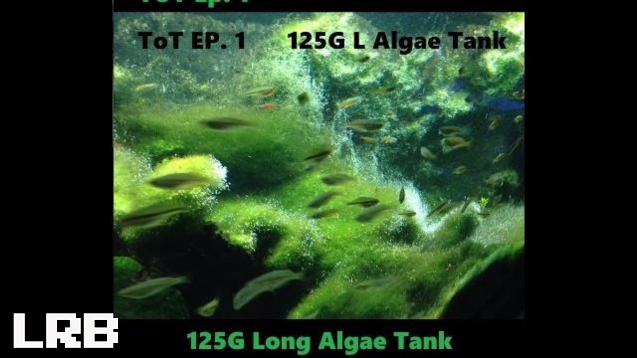 ToT EP1 125L Algae Gar Barb Tank