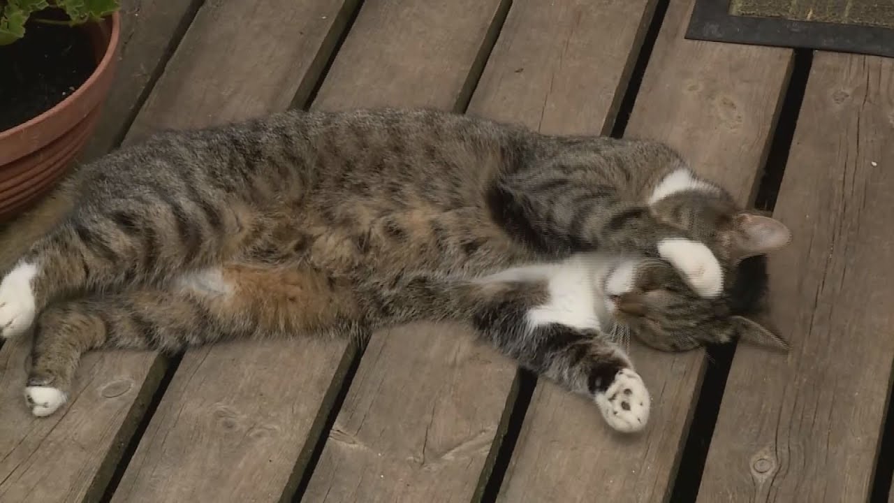 Zöldközelben: Macska a lakásban  (2019.09.16.)