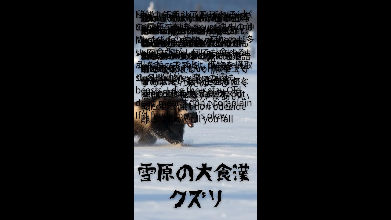雪原の大食漢「クズリ」#クズリ#wolverine#動物ソング#アニマルソング#教育音楽#生き物の歌#雪原の生き物#サバイバル#強く生きる