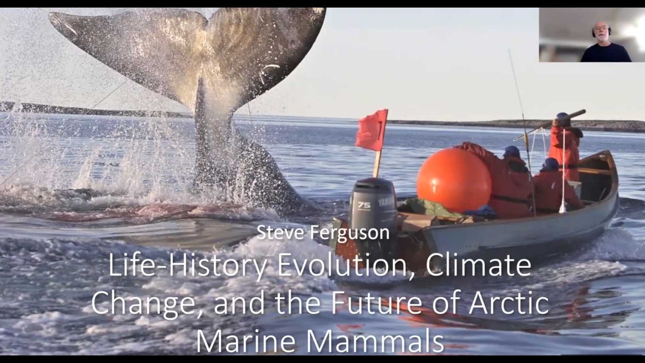 Life history evolution, climate change, and the future of Arctic marine mammals