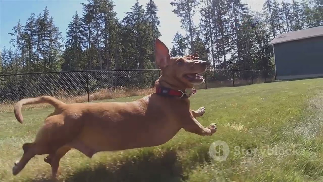 Valerie the Dachshund: 529 Days on the Run!