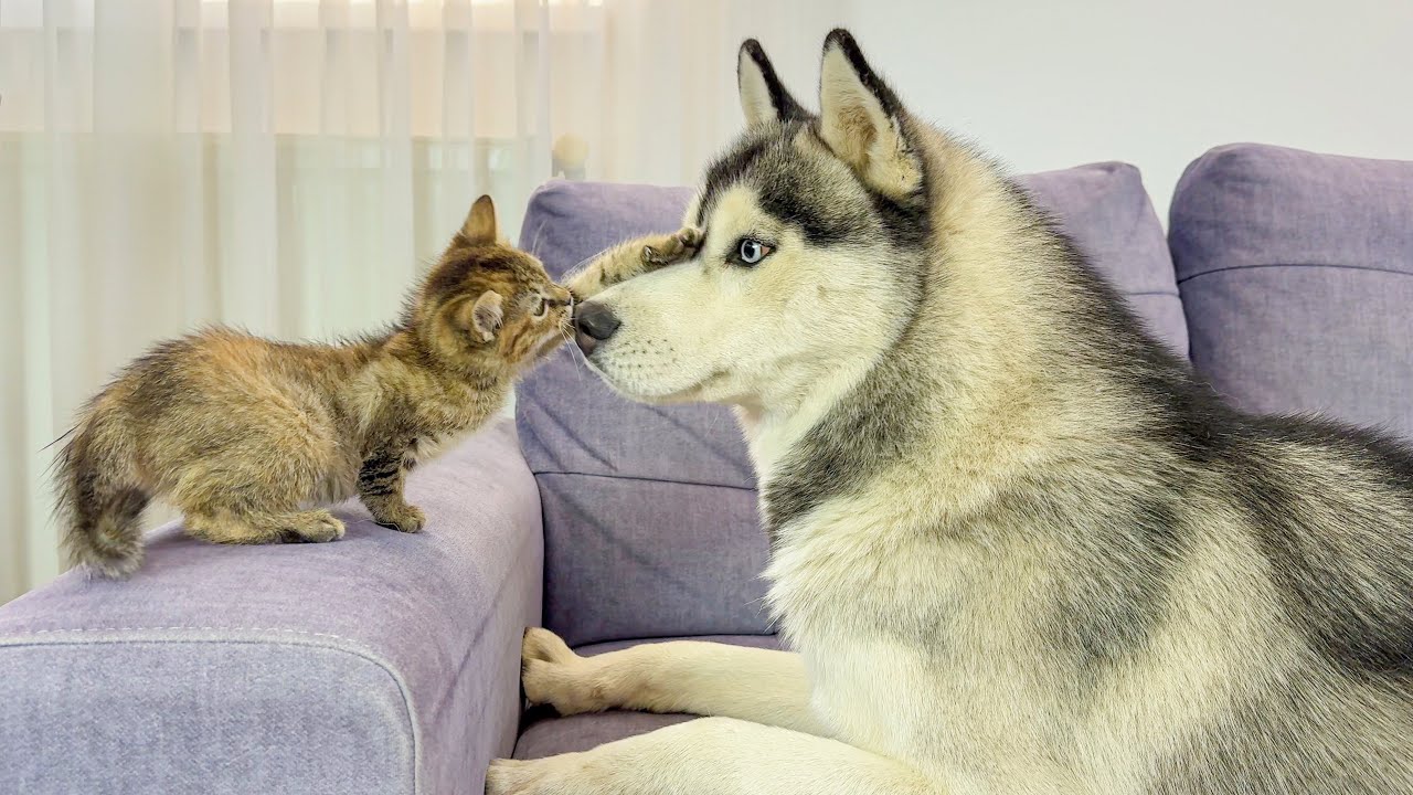 Tiny Kitten Takes On Giant Husky—You Won't Believe Who Wins!