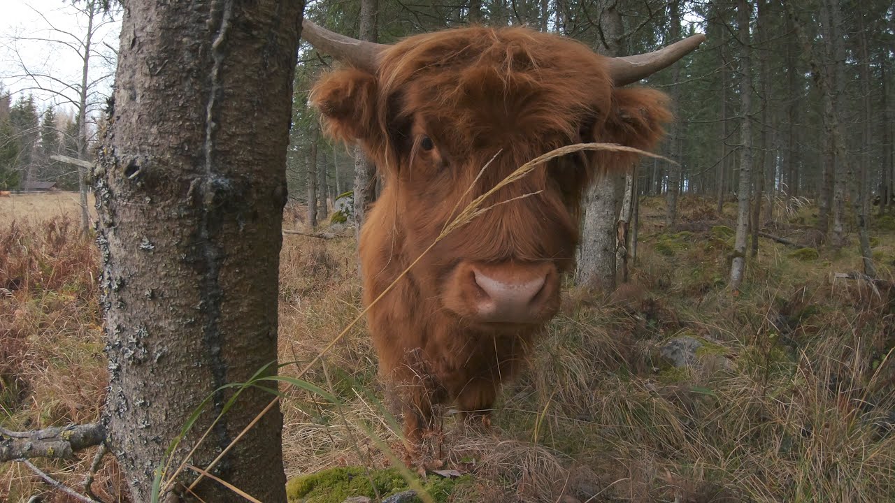 Highland Cattle cows at the forest pasture