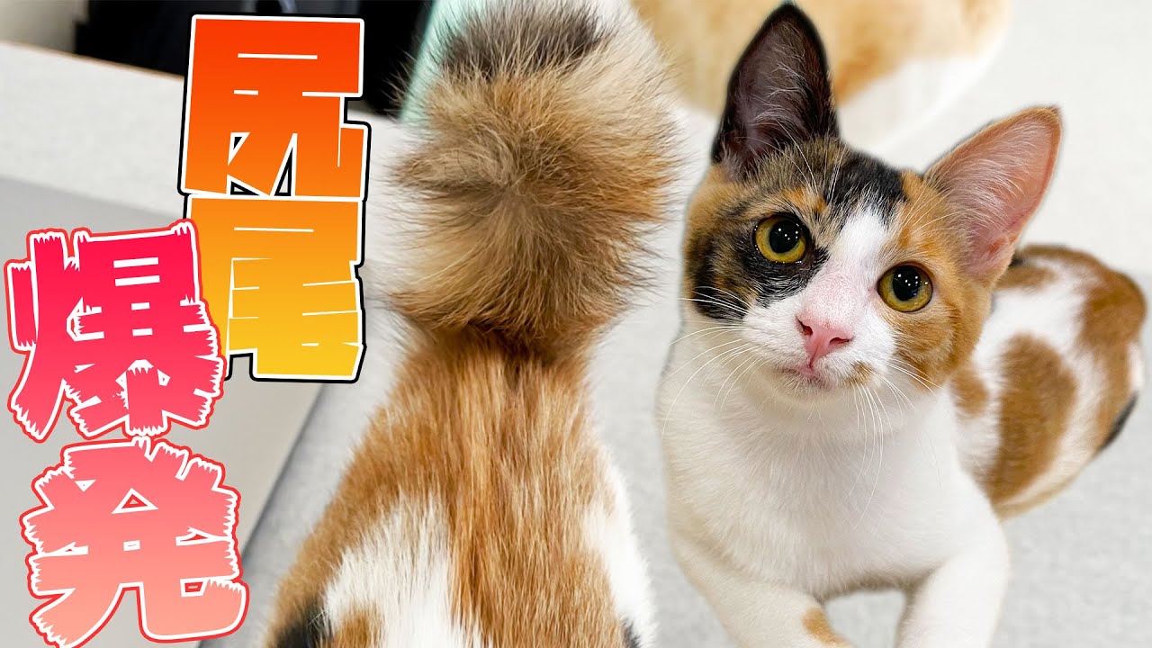 子猫の尻尾が興奮しすぎて爆発しました