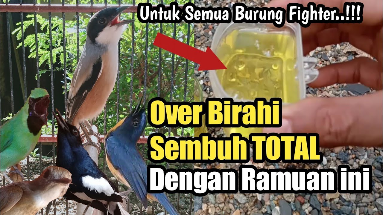 Cara Menyembuhkan OB||ofer birahi burung fighter