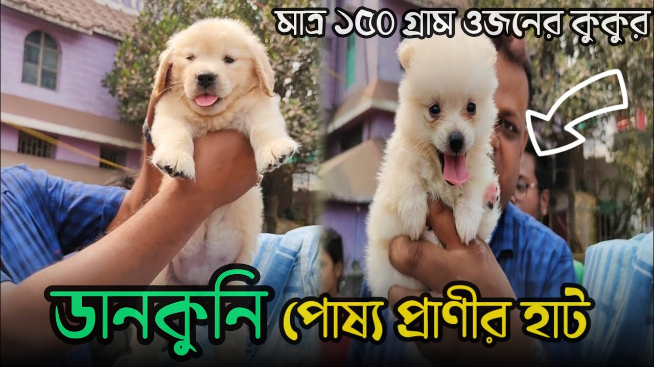 Dankuni Pet Market🔥| Pardankuni Pet Market | Recent Dog Puppy Price Update | Dog Market Near Dankuni