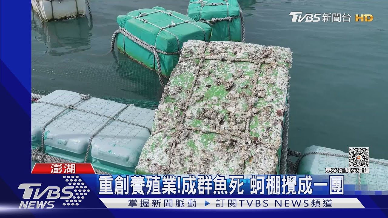 重創養殖業!成群魚死 蚵棚攪成一團 ｜TVBS新聞 @TVBSNEWS02