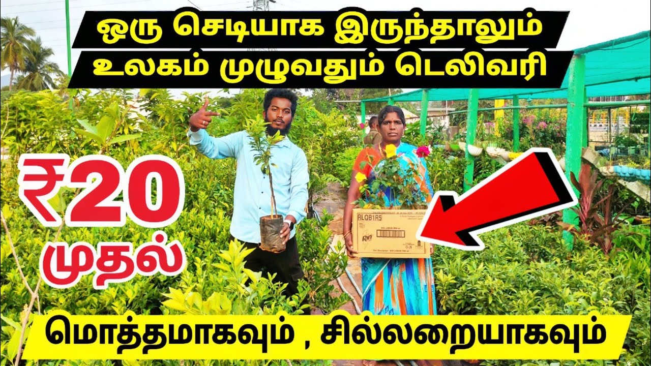 ஒரு செடியாக இருந்தாலும் டெலிவரி / Best and Cheapest Nursery online/ in door &out door planets