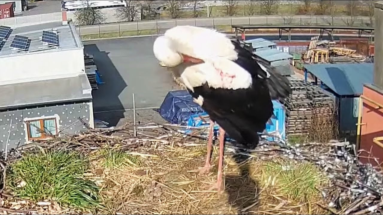Čápi Ústí nad Orlicí | Ulrich se asi porval | I think Ulrich had a fight