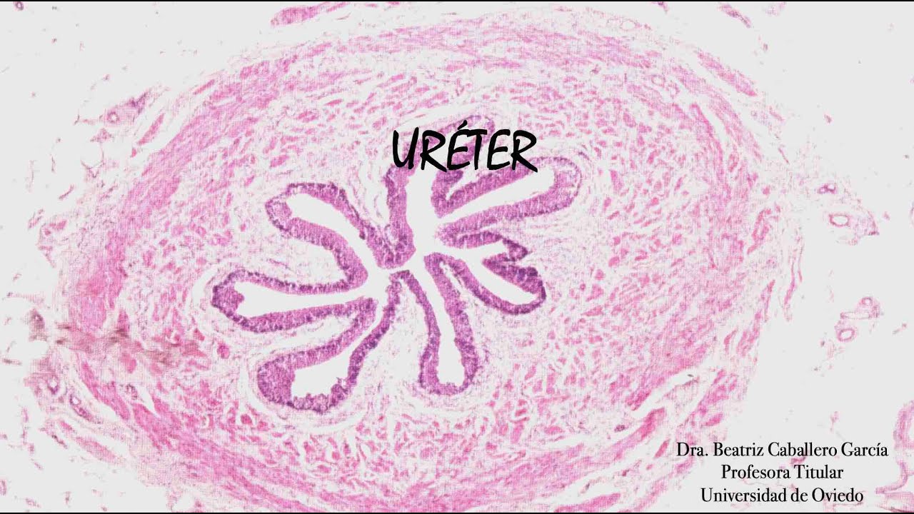 Uréter en Hematoxilina-Eosina