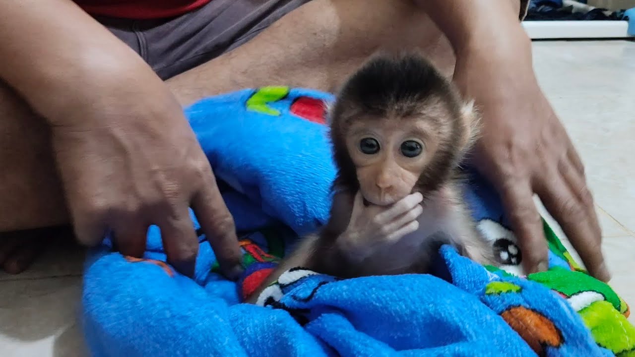 The nanny has prepared a name for the cute baby monkey.