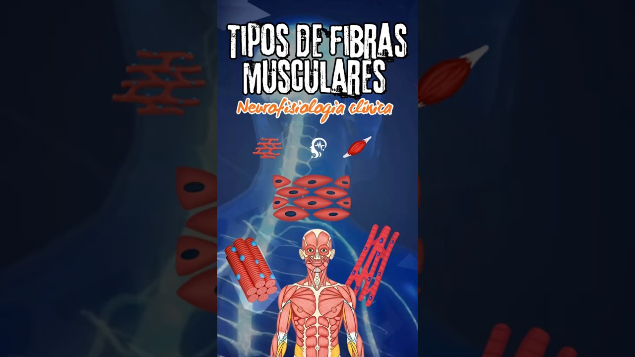 Tipos de fibras musculares