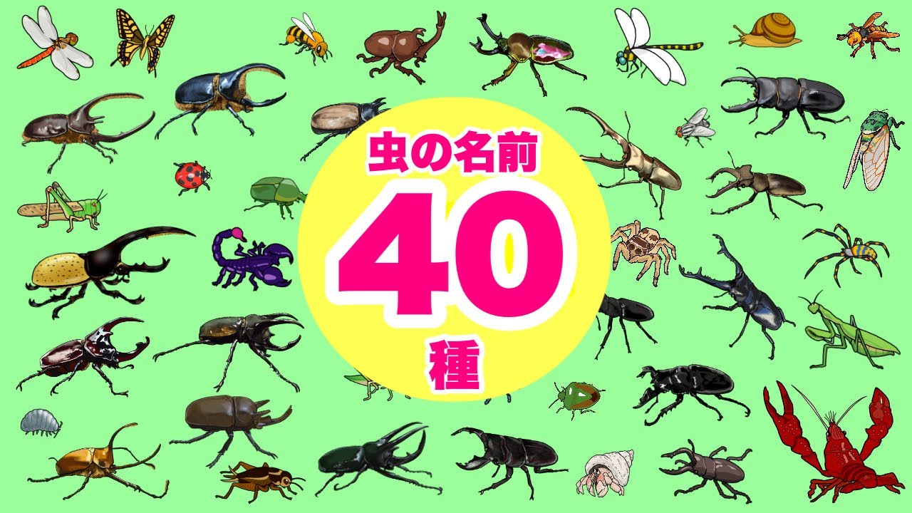 【昆虫の名前】こんちゅうのなまえ40種以上〈カブトムシ ノコギリクワガタ ザリガニ カマキリ スズメバチ トンボ〉【ひらがな 幼児向け 子ども向け】 日本語 Hiragana bug Japanese