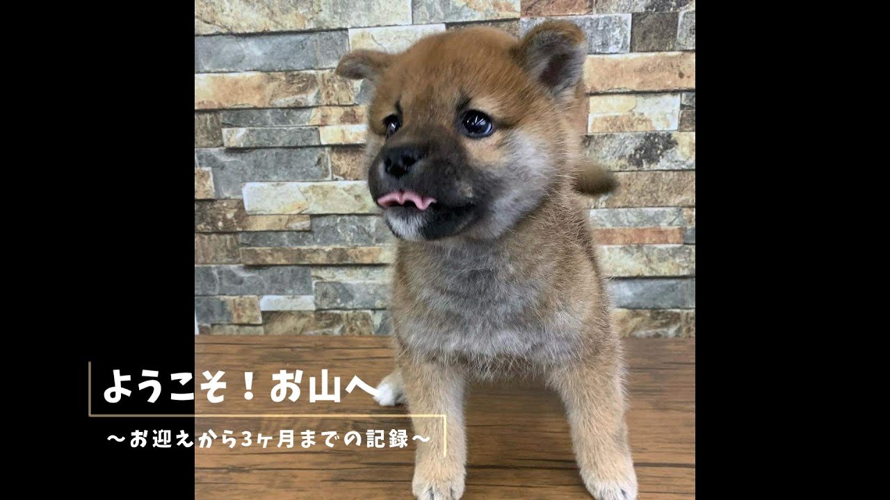 【柴犬お迎え】生後50日の赤ちゃんが家に来た！お山での暮らしに慣れていく40日間の全記録が尊すぎる…