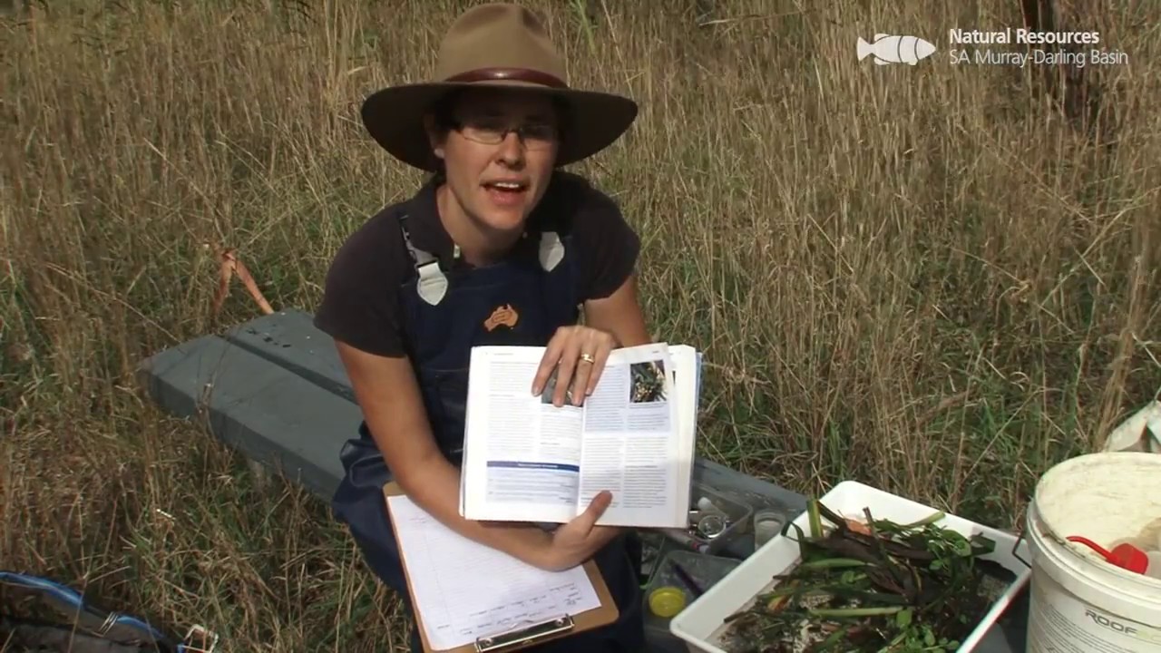 Introduction to macroinvertebrate sampling