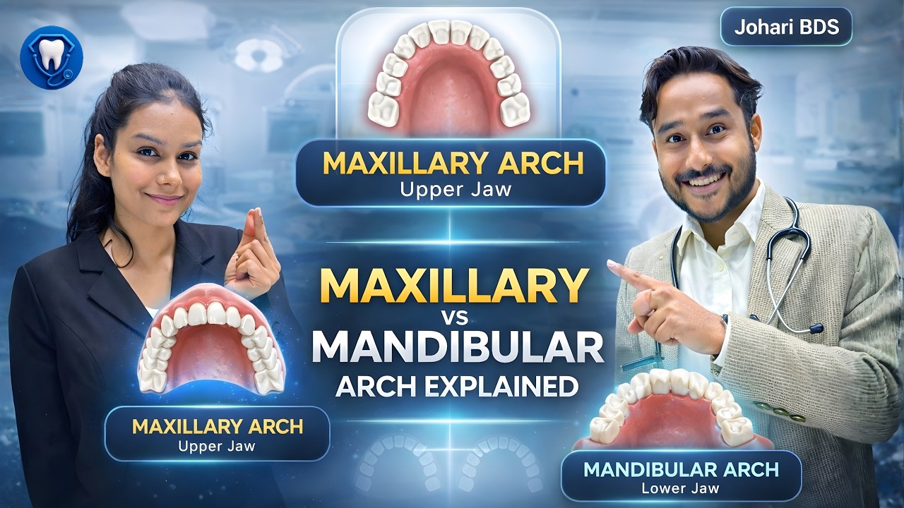 Arrangement in dental arches dental anatomy | maxillary dental arch anatomy & mandibular dental arch