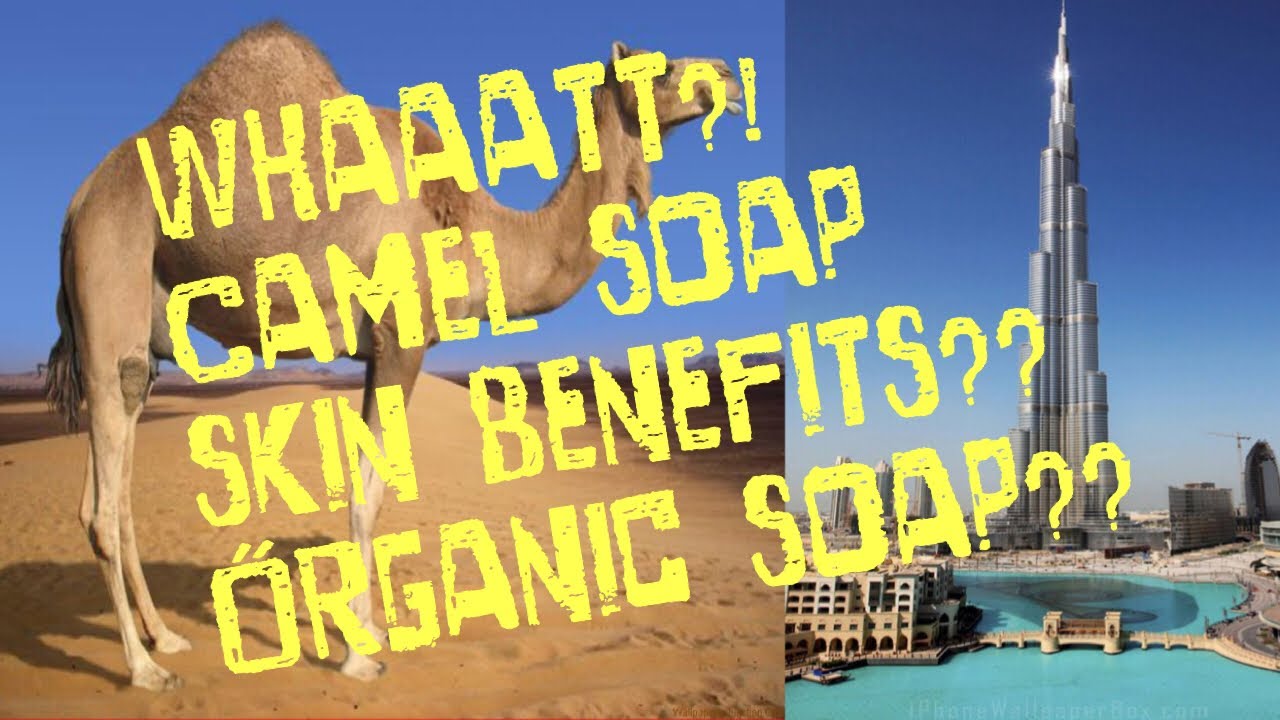 DUBAI CAMEL SOAP SKIN BENEFITS?? #mydubai #dubai #camelsoap #ofw  #uae #thecamelsoapfactory #soap