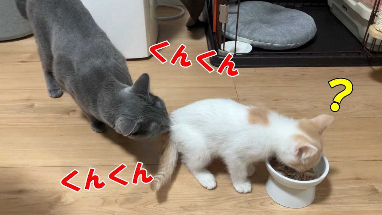 絶対に許しません！お尻のニオイを嗅いだら遊んでくれなきゃ！