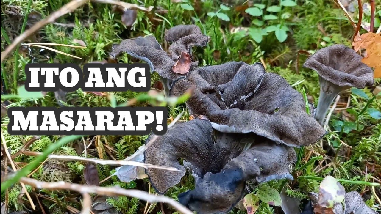 Black Trumpet and Golden Chanterelle- Sept. Wild Mushroom Hunt