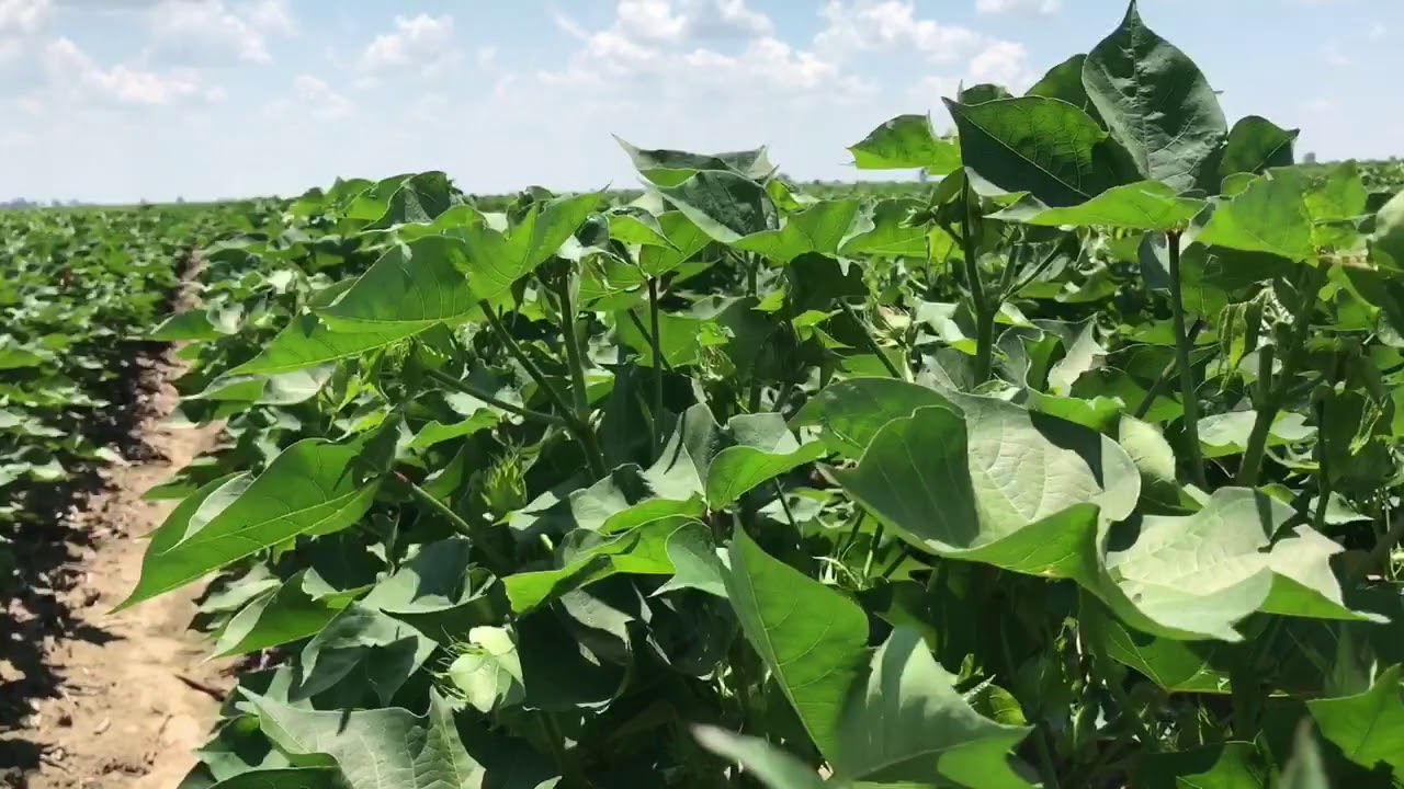 Cotton growth management