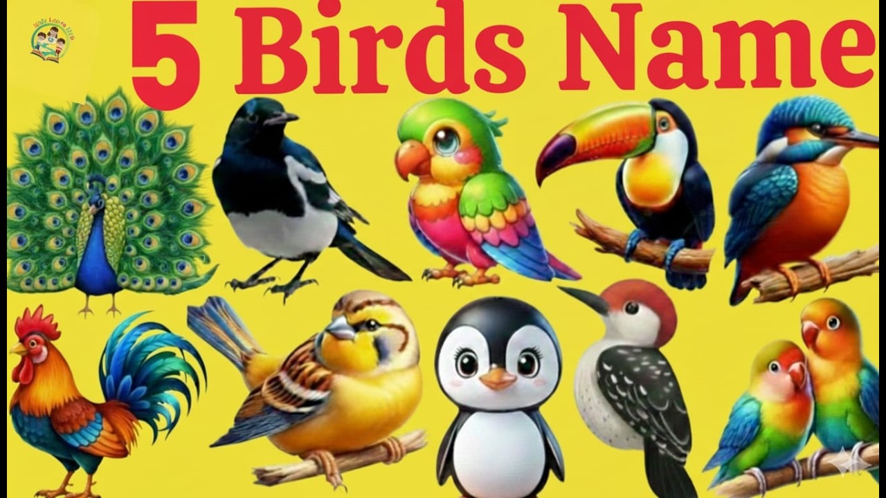 5 birds name | birds name in Hindi and English | Kids Learn Hub