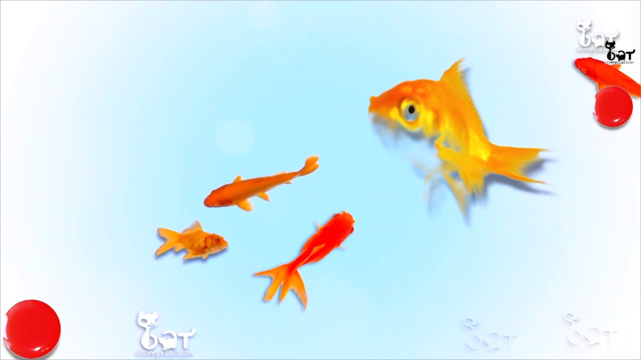 Mettez votre chat devant cette vidéo Video pour chat avec des poissons qui vont le captiver