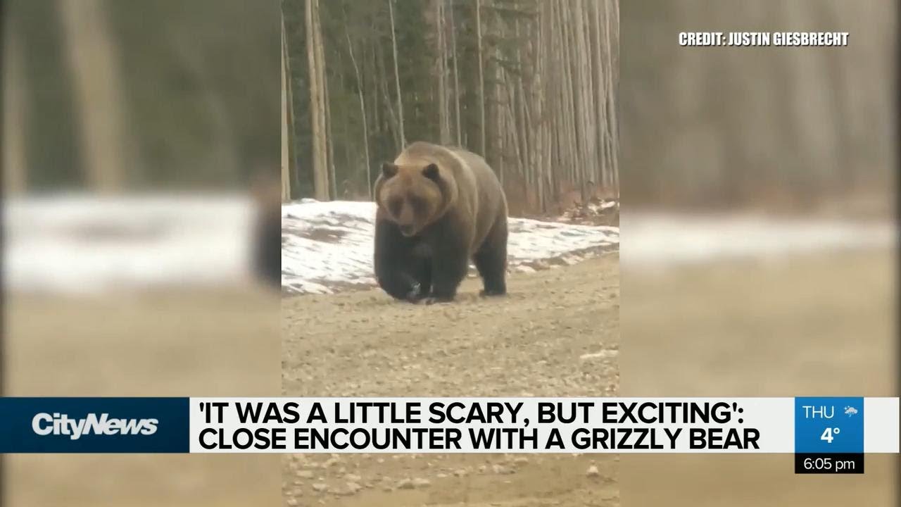 'It was a little scary, but exciting': Grizzly encounter