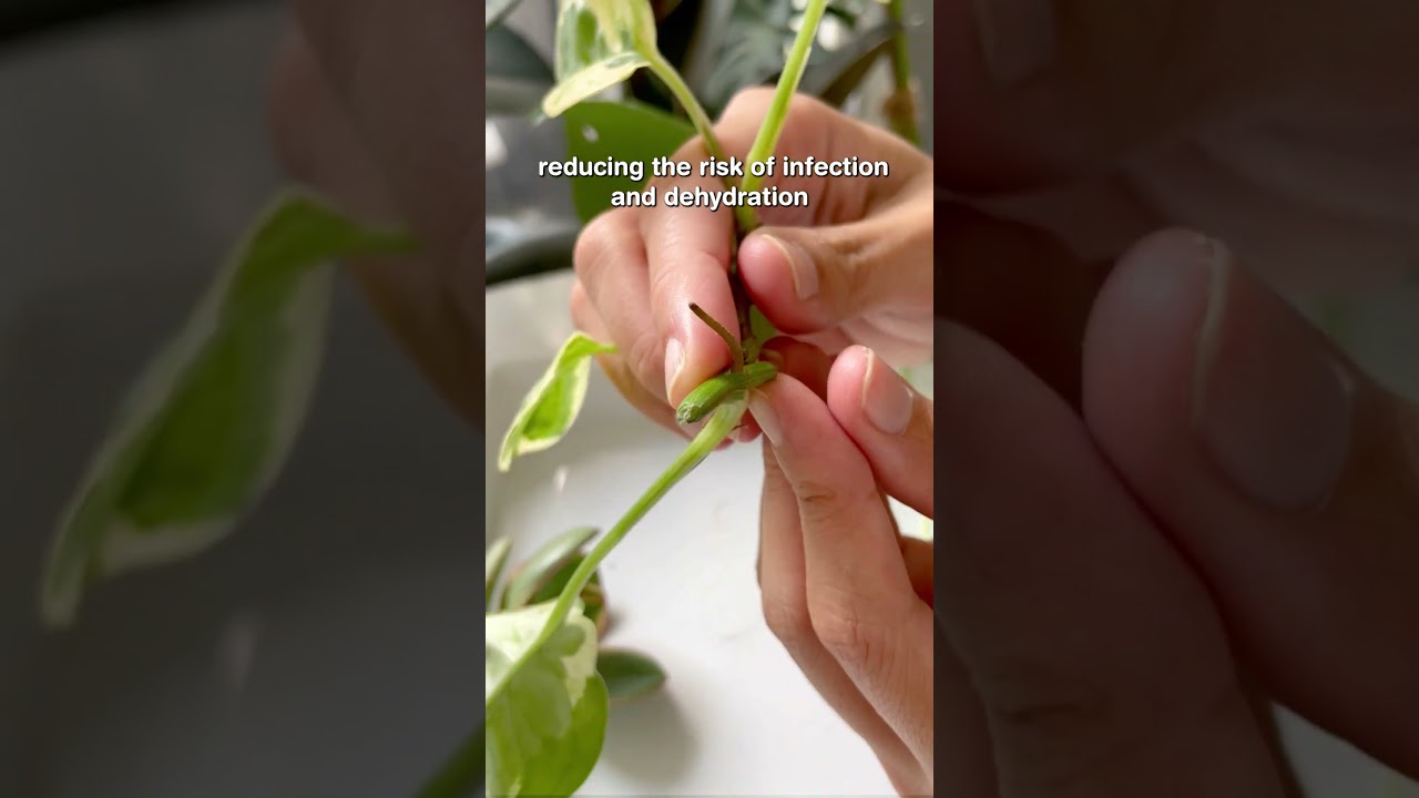 Why do callused cuttings propagate better  #houseplants #propagation #plants #planttips