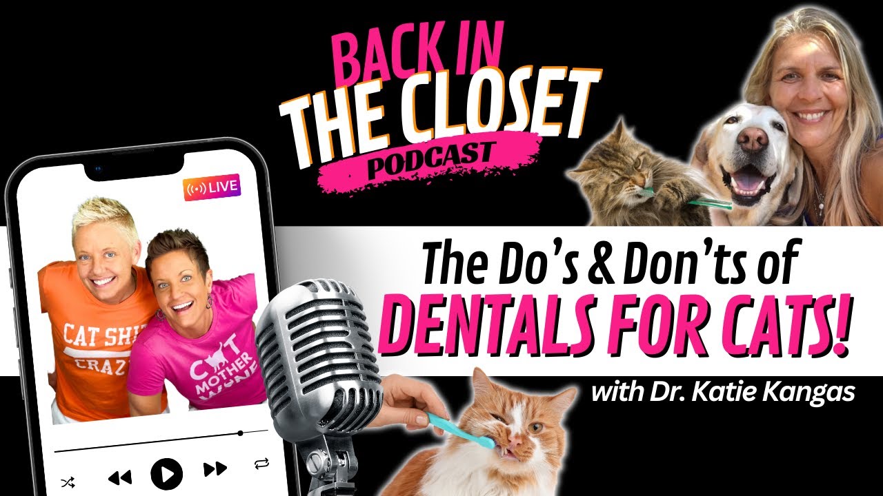 The Do's and Don'ts of Dentals for Cats with Dr. Katie Kangas | Back In The Closet