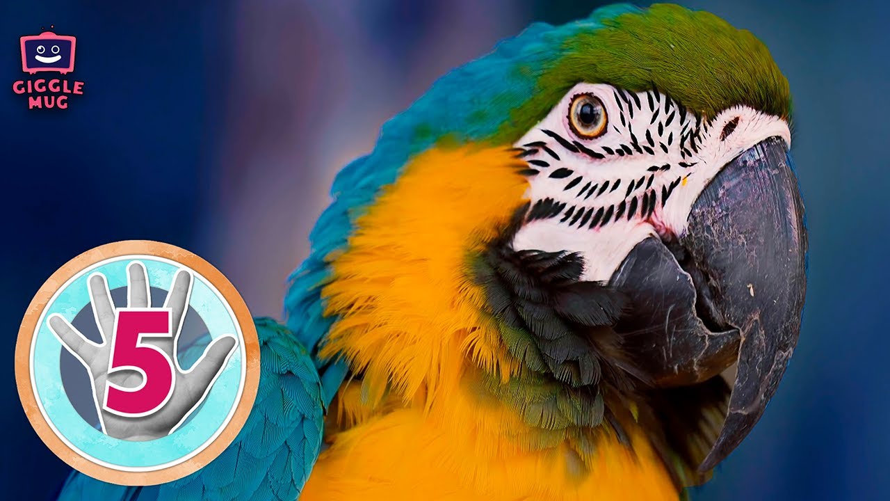 FIVE Facts About Amazon Rainforest (2-Minute Learning Video for Kids!)