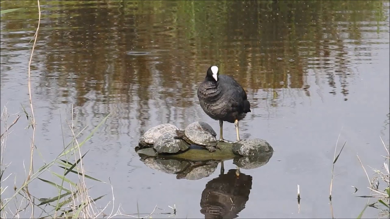 Bl&auml;sshuhn