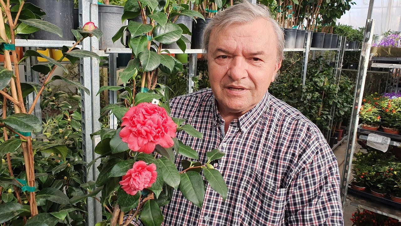 Camelia japonica - Adevaratul trandafir japonez