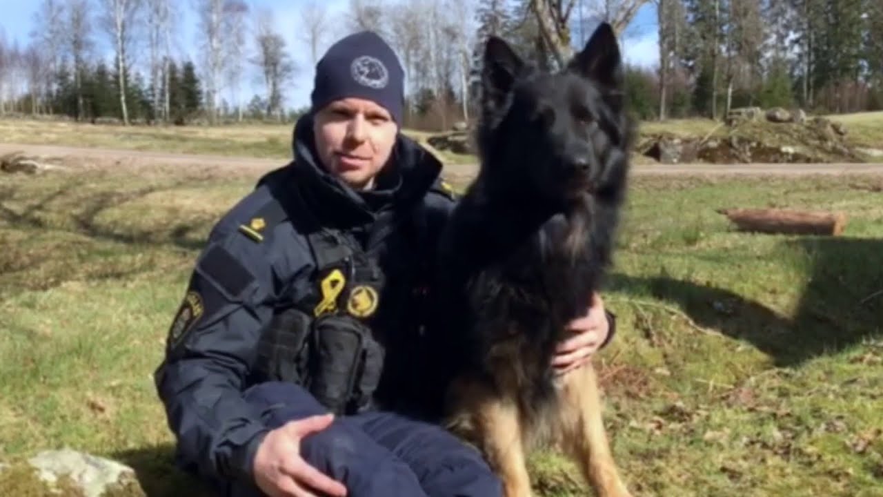 Polishunden GW önskar Leif lycka till - Brottsjournalen (TV4)