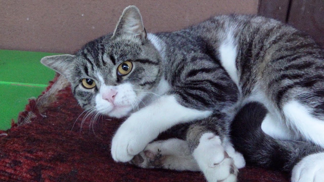 The cat so funny sleeping on the bench