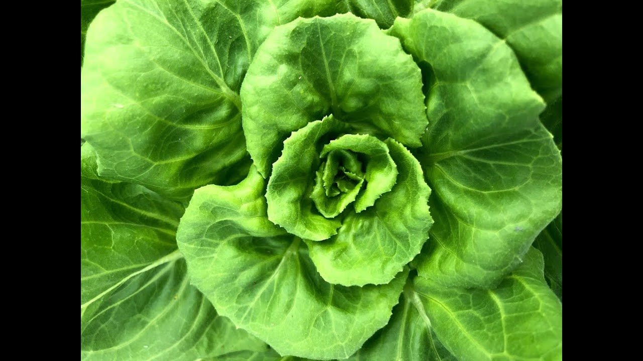 Cleaning and Maintenance of an NFT Hydroponic System