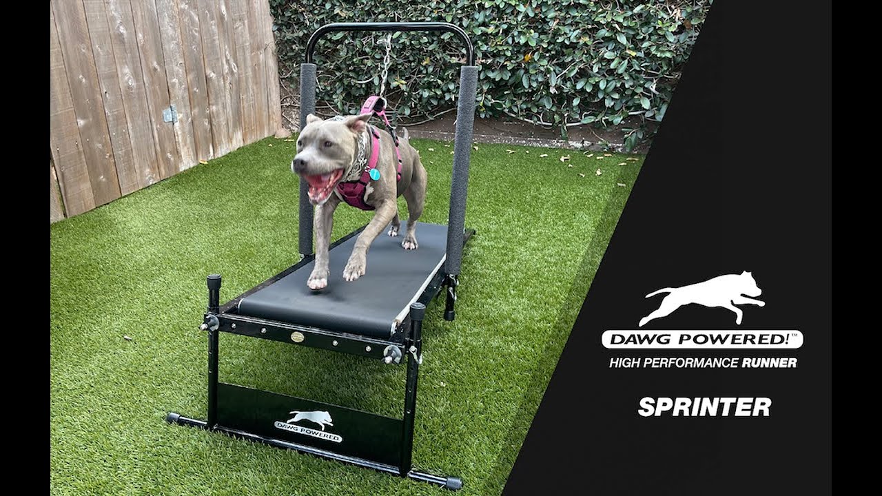 Dawg Powered!&trade; Dog Treadmill High-Performance Runner