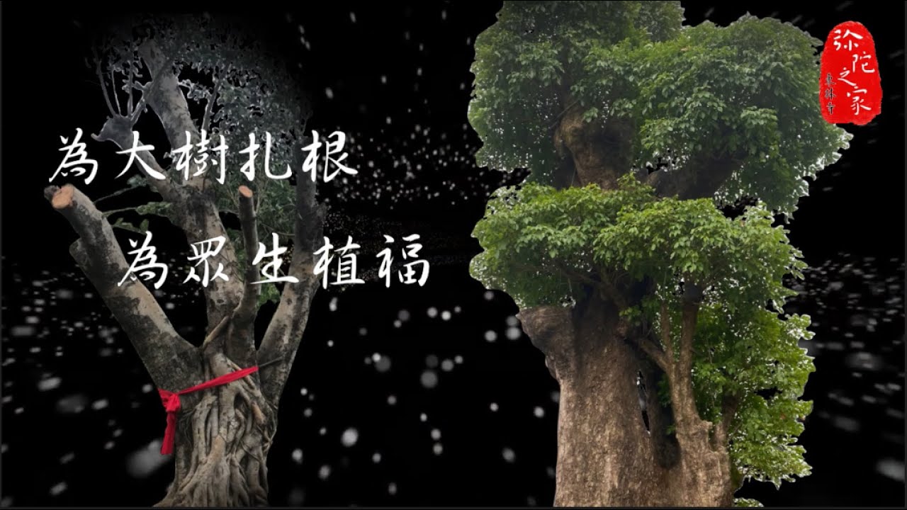 彌陀之家東林寺 -- 為大樹扎根，為眾生植福