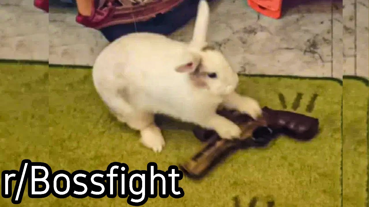 r/Bossfight | Who gave the bunny a gun???