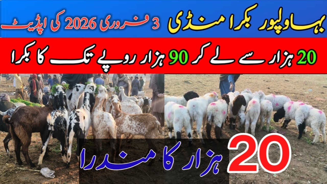 Bahawalpur Bakra Mandi February 2026 | 20K Se Bakray Start 😱 #bakra #mandiupdate #qurbani2026