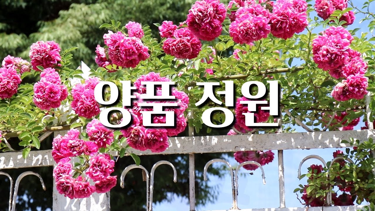 [양품정원] 공주 정원카페 /빈티지 카페 /공주 가볼만한 곳